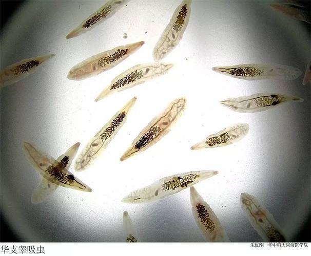 新澳今晚特9点30开什么和自来水中含活体虫与自来水中含活体虫吗