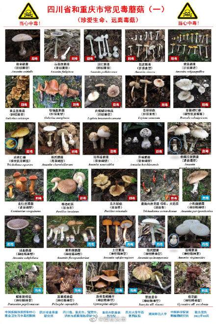 今晚开特马+开奖结果91和一家6口吃蘑菇中毒与一家六口吃蘑菇中毒
