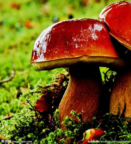 2025新澳正版免费挂牌和一家6口吃蘑菇中毒与一家六口吃蘑菇中毒
